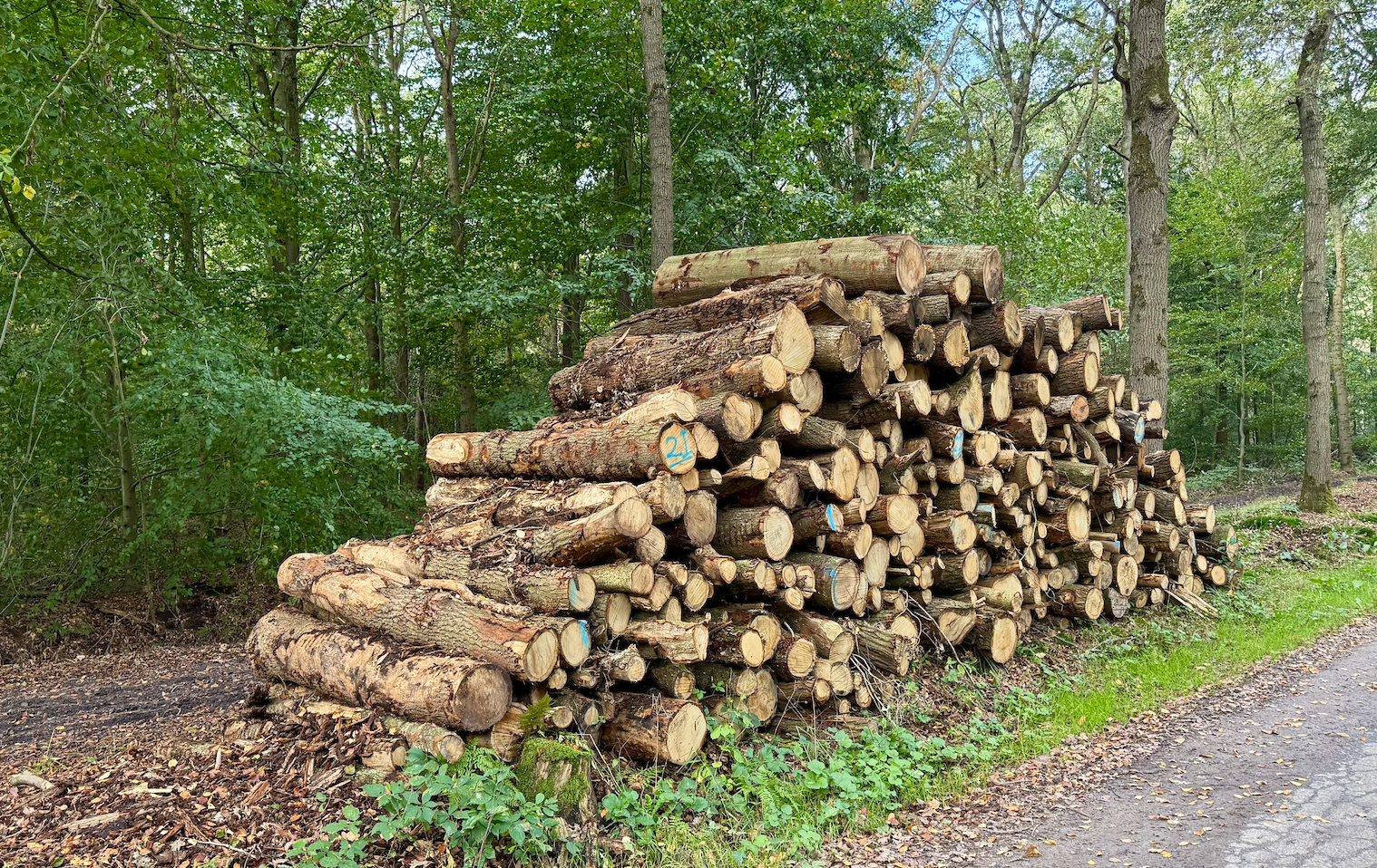 Bosbeheer in Gaasterland – waarom bomen kappen soms noodzakelijk is