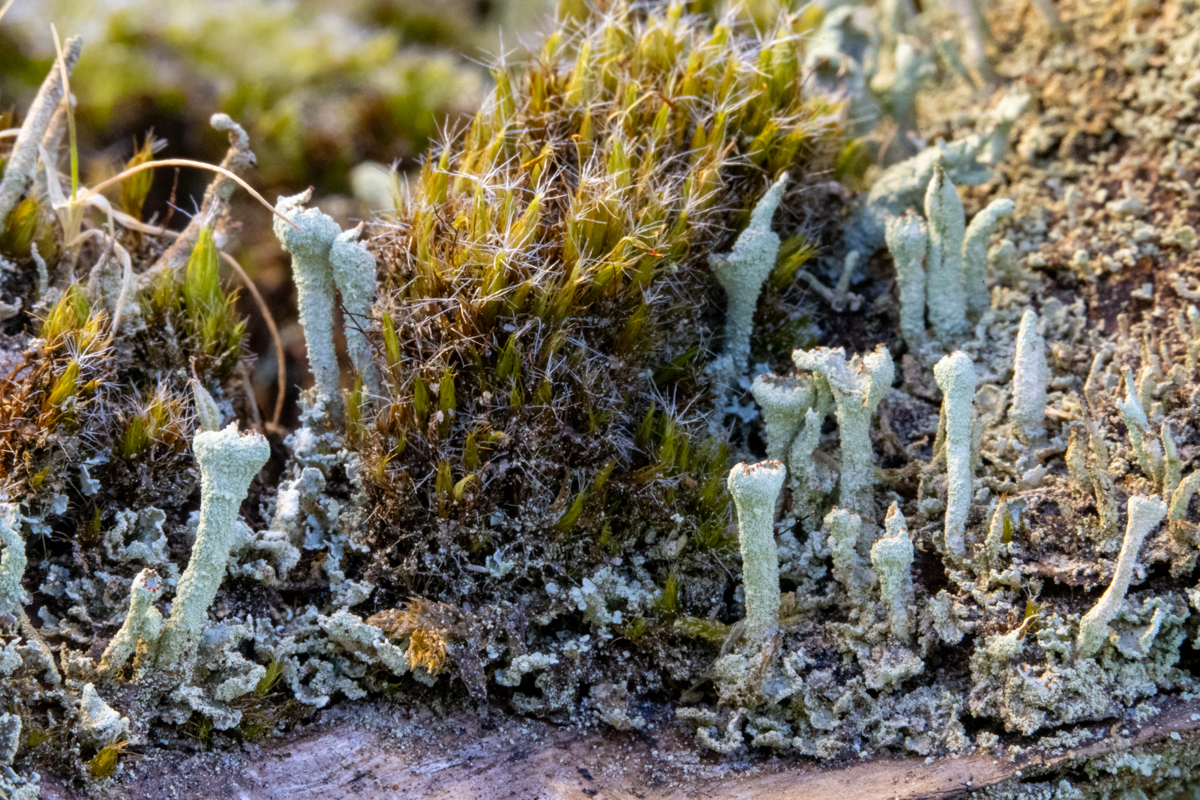 Heidestaartje Bekermos 4