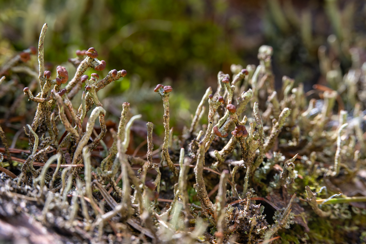 Heidestaartje Bekermos 7