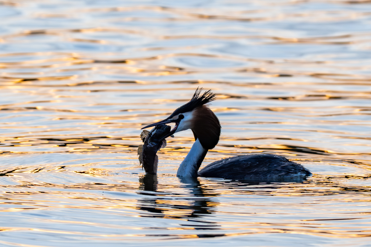 Natuurlijke balans: fuut rekent af met zwartbekgrondel