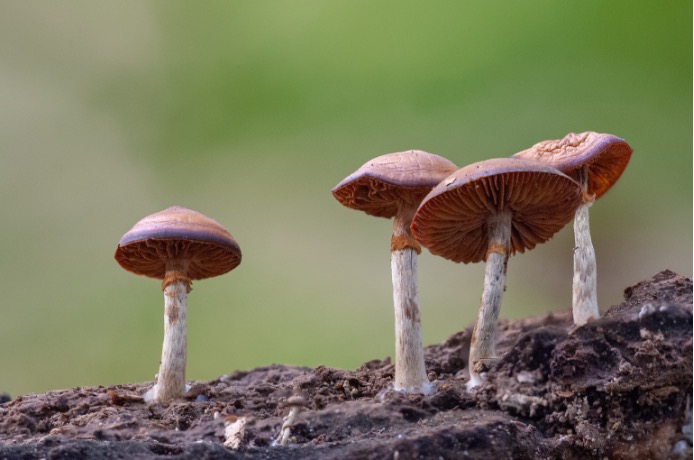 paddenstoelen