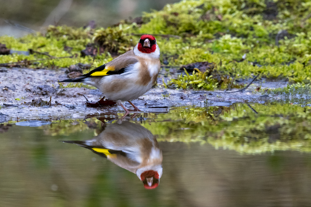 Lente in het Rysterbosk: een symfonie van vogelgeluiden