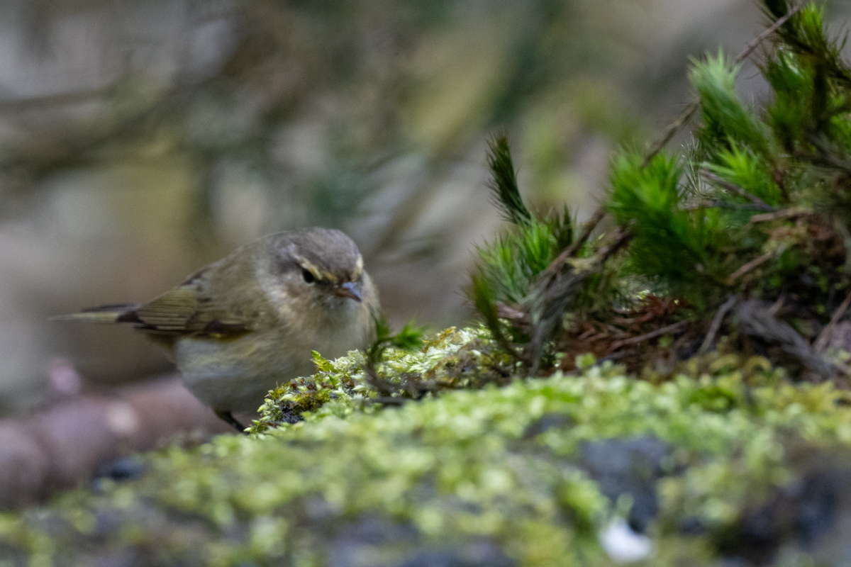 fotohutrijsterbos 19