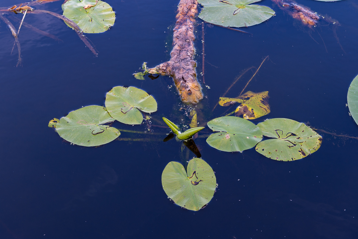 It Swin (Het Zwin) – Natuurparel in Gaasterland
