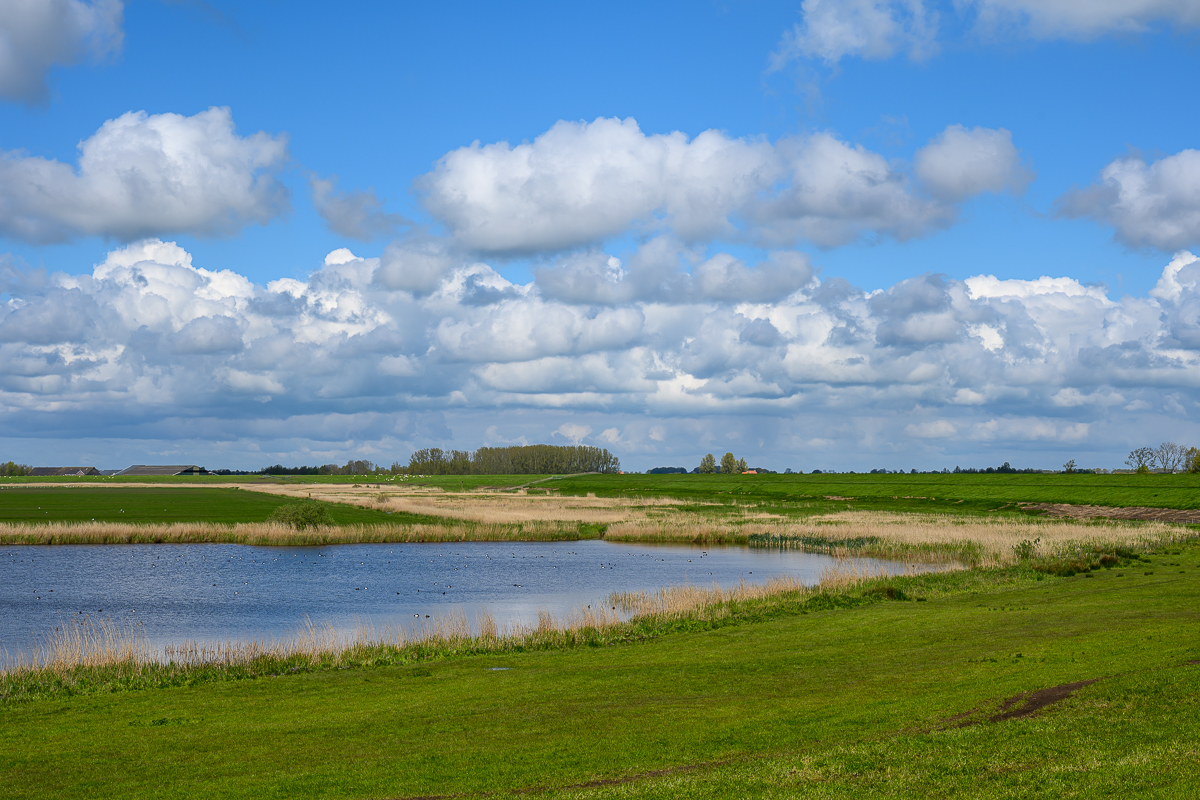 Uitheiingpolder: een verrassend vogelparadijs aan het IJsselmeer