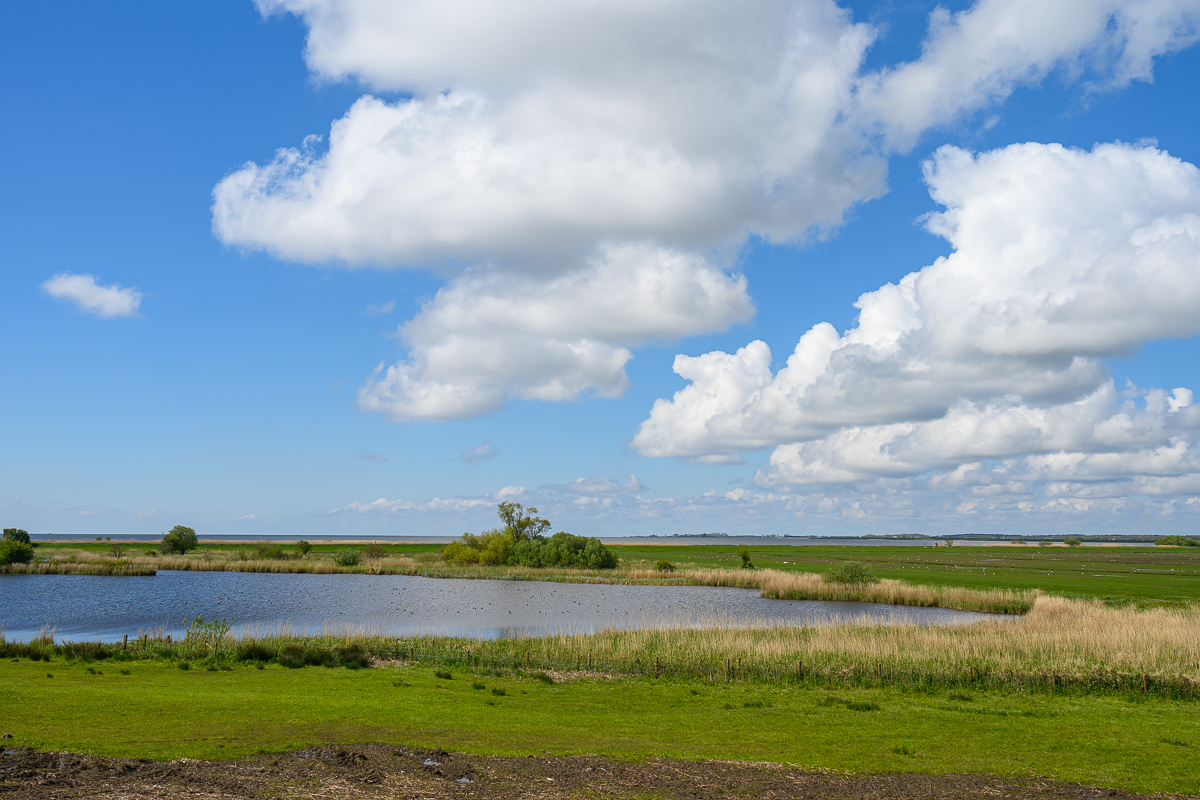 Uitheiingpolder: een verrassend vogelparadijs aan het IJsselmeer