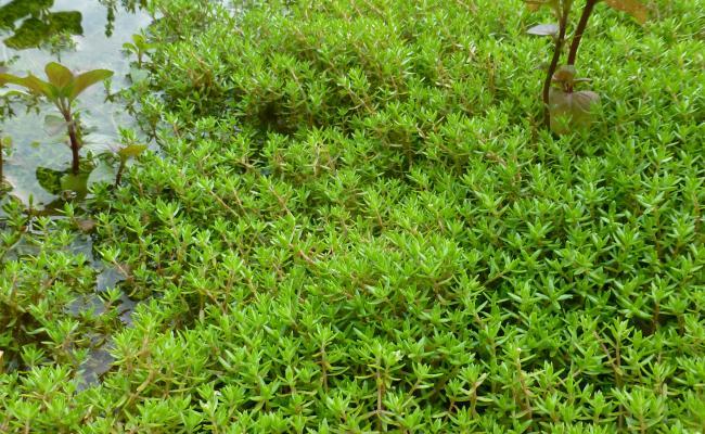 Een stille bedreiging voor de Wyldemerk: de opmars van watercrassula