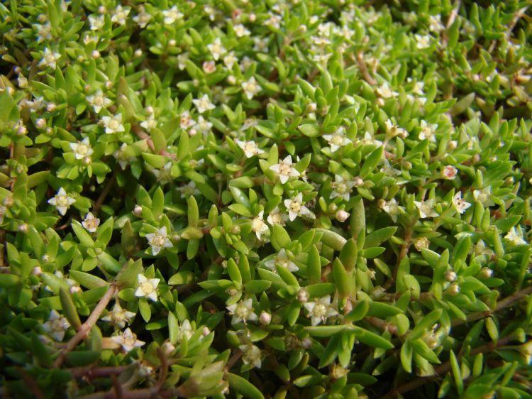 watercrassula 4