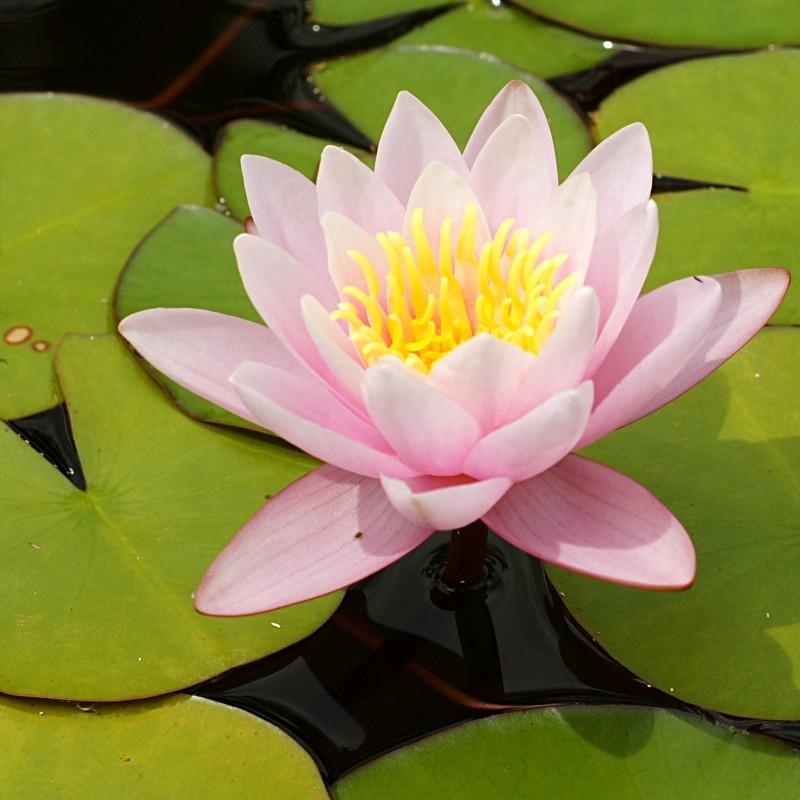 Roze waterlelie 4