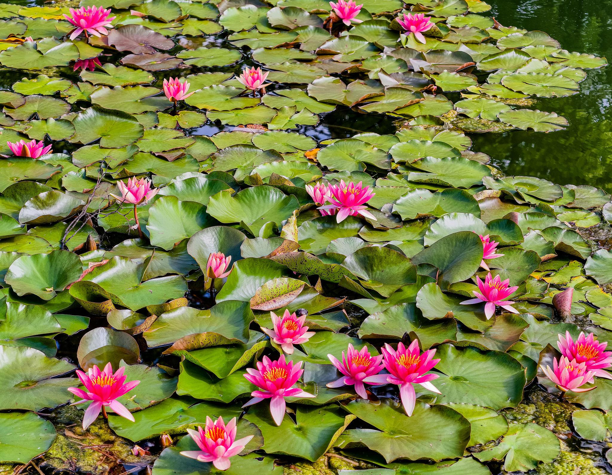 Roze waterlelies: een kleurrijke gast op het water