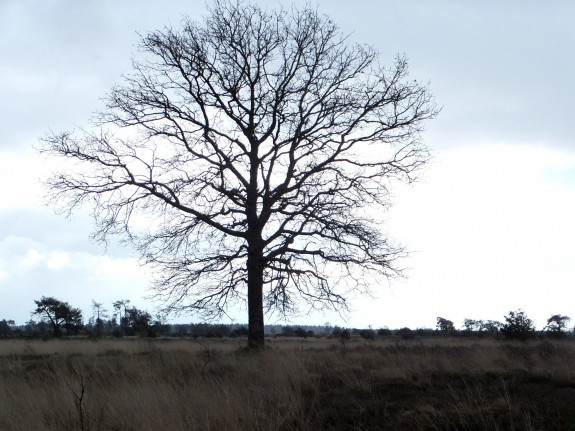 Weetjes en feitjes over (het belang van) bomen
