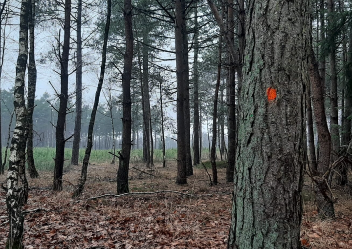 Blauwe en oranje stippen in het bos?