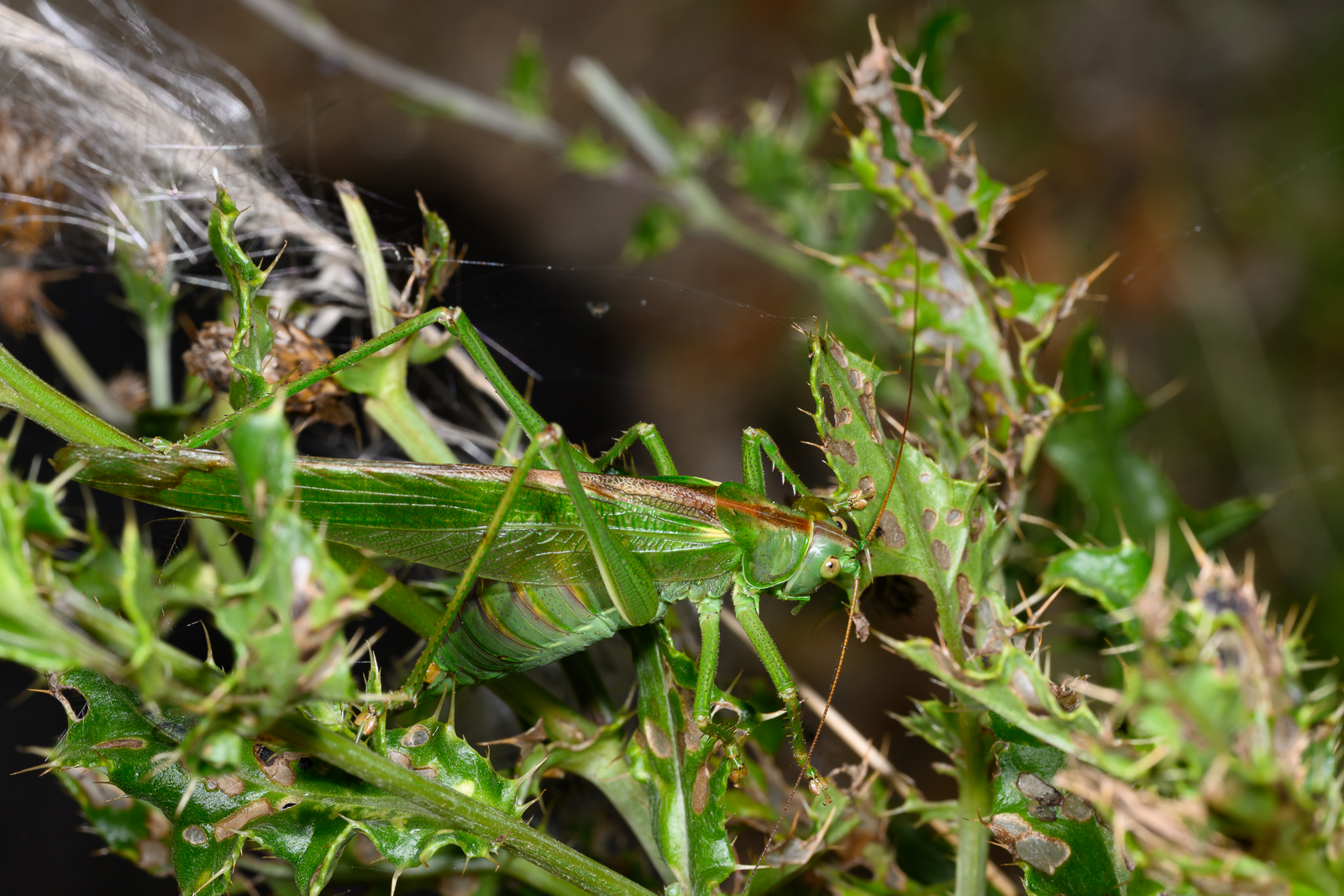 Sprinkhaan3