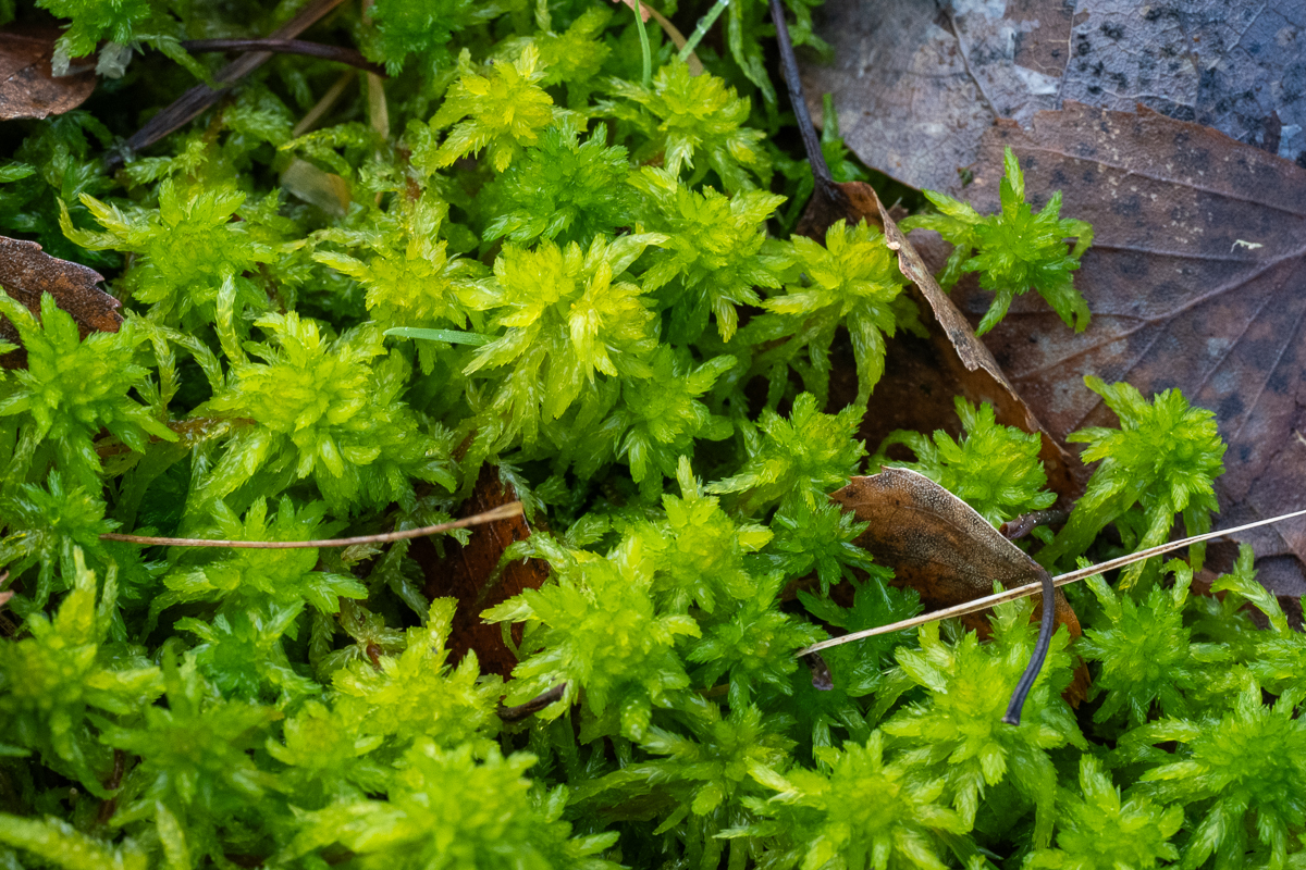 Wyldemerk geoord veenmos 19