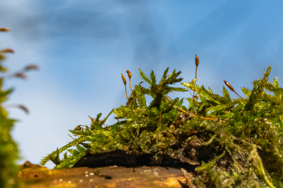 Wyldemerk winter 2026 37