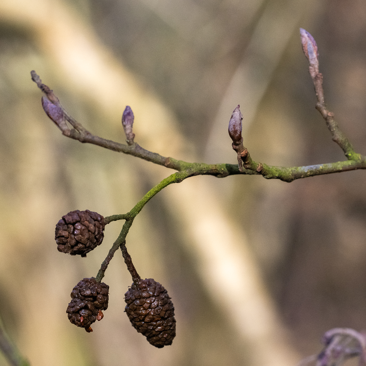 Wyldemerk zwarte els 24