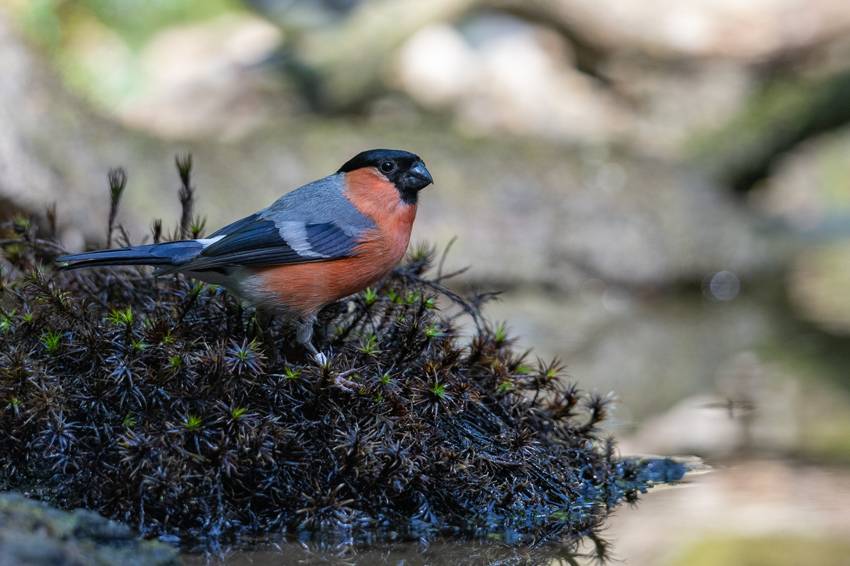 vogels en water 1 3