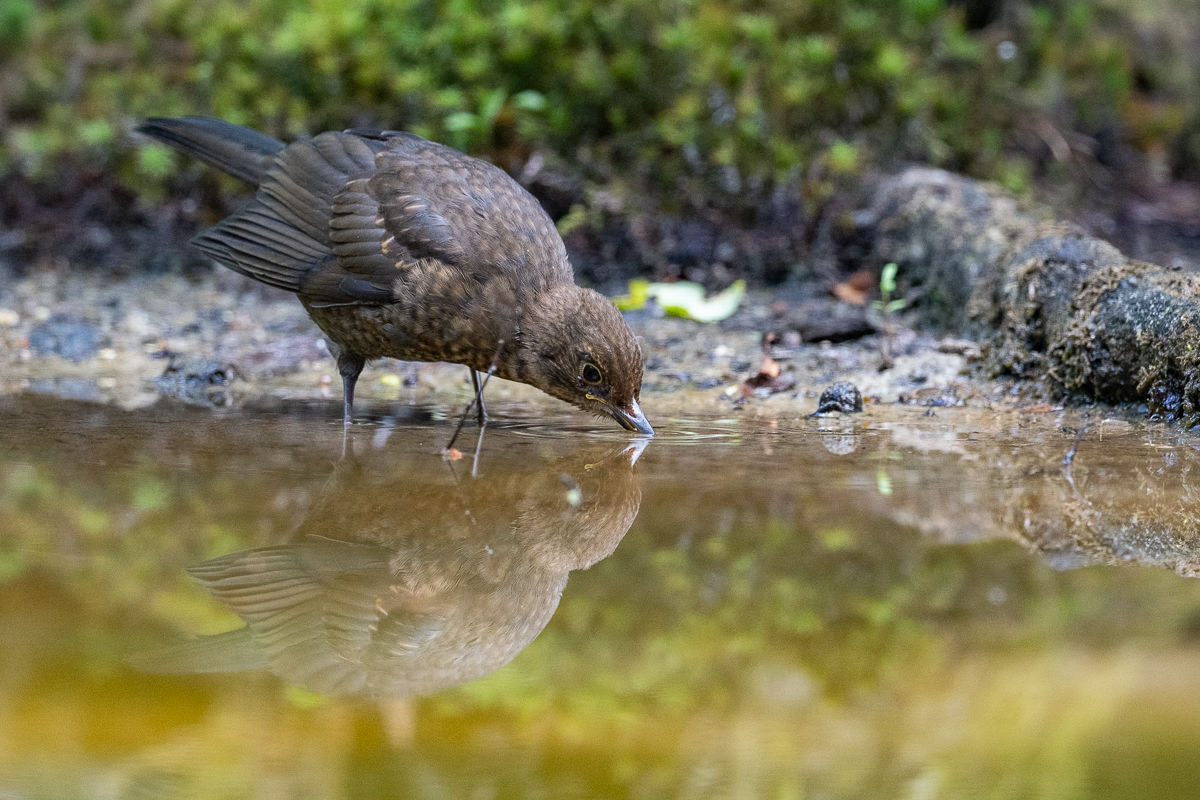 vogels en water 1