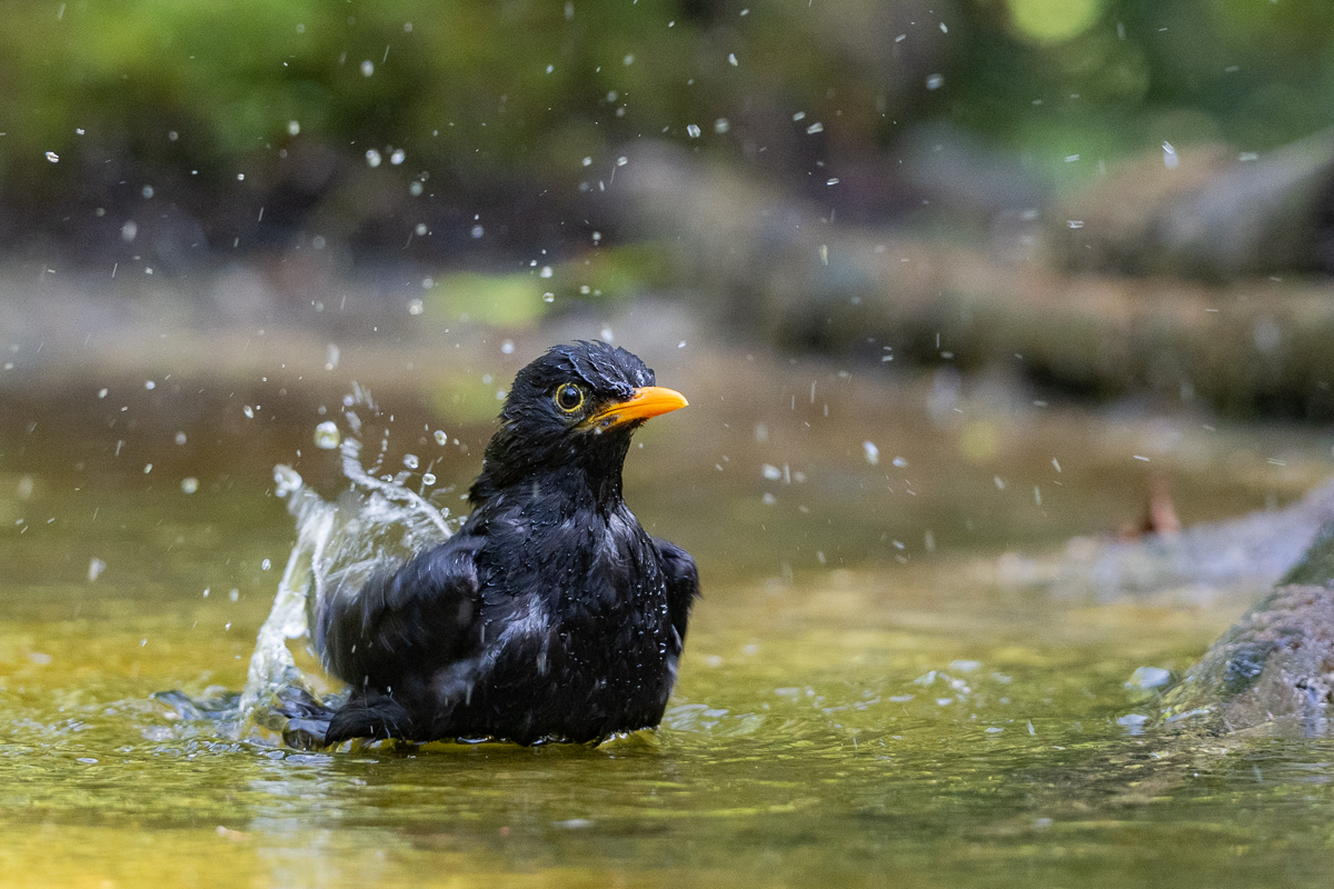 vogels en water 2