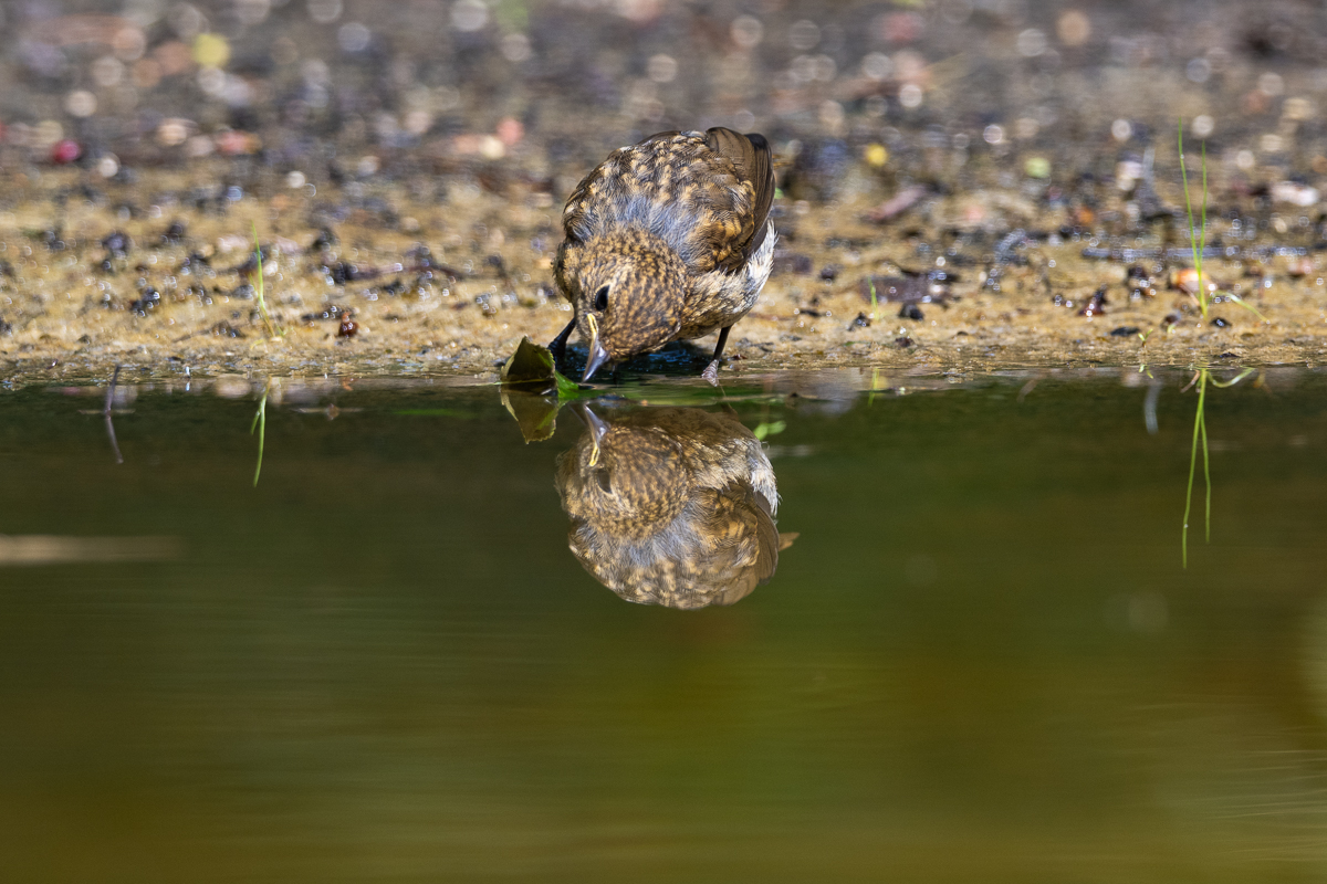 Waarom vogels niet zonder water kunnen