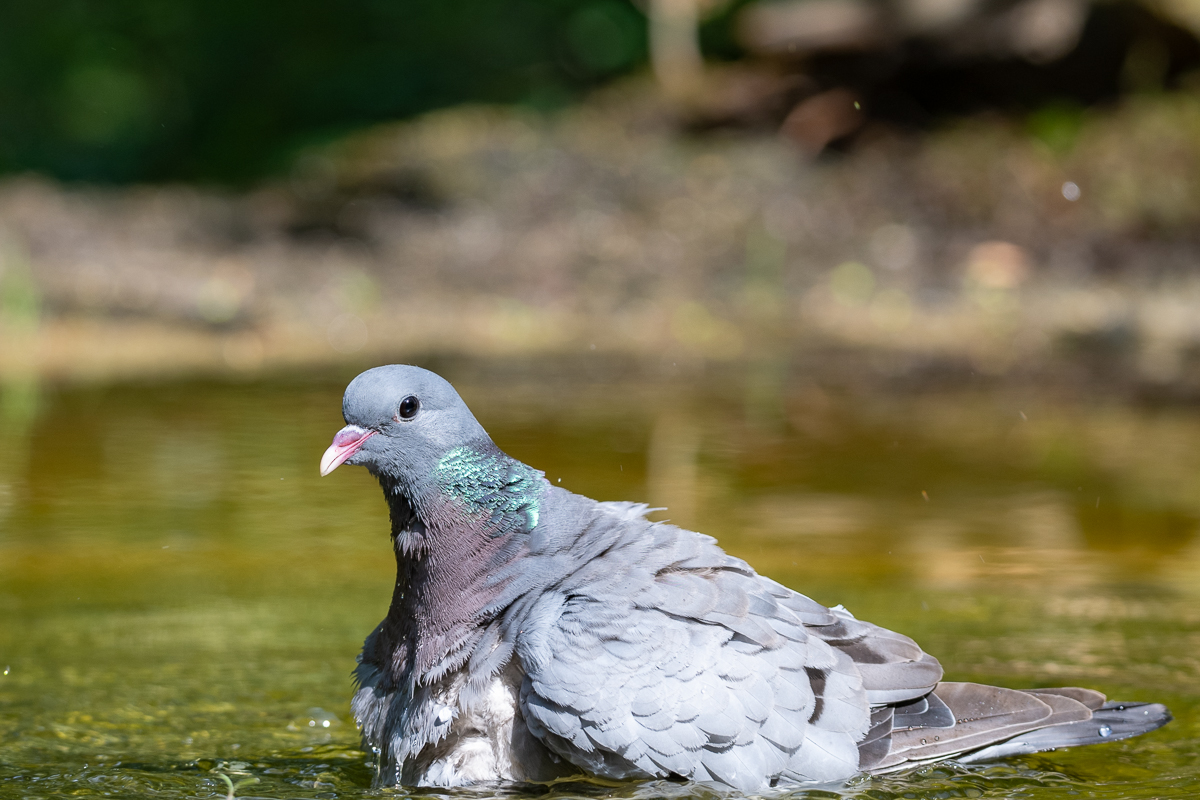 vogels en water 6