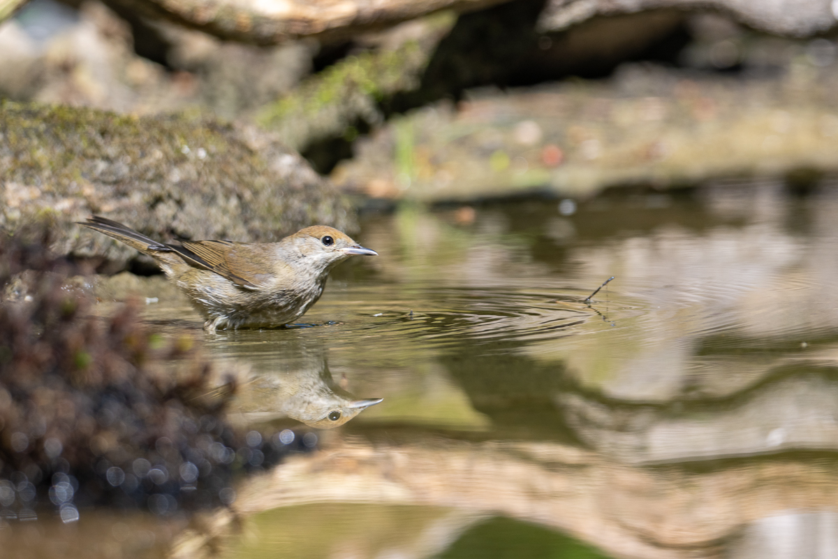 vogels en water 5