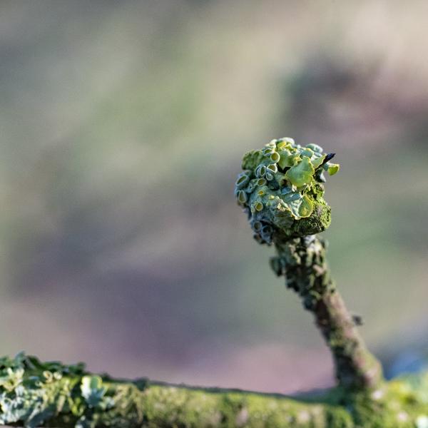 Wyldemerk Groot Dooiermos 21