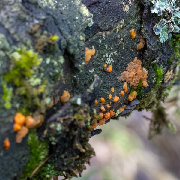 Wyldemerk Oranje Druppelzwam 39