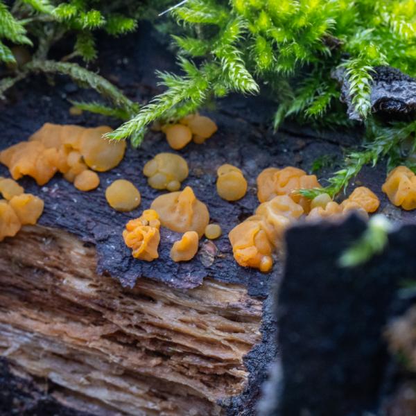 Wyldemerk Oranje Druppelzwam 40