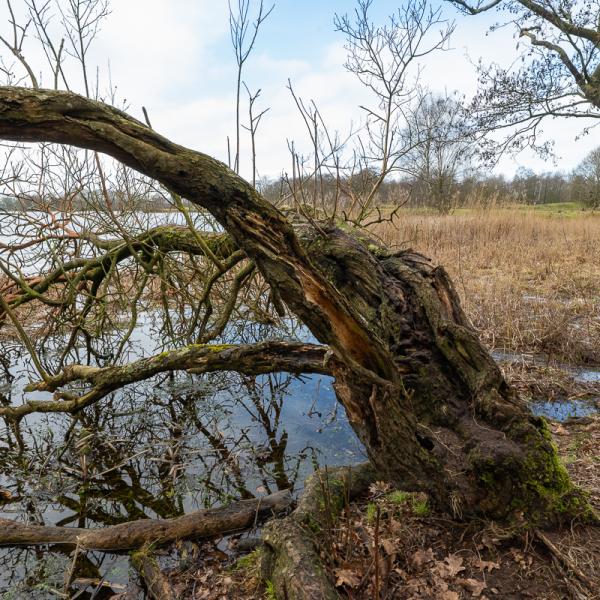 Wyldemerk Winter 2026 12