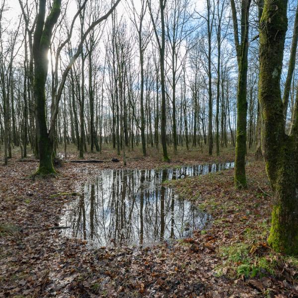 Wyldemerk Winter 2026 4