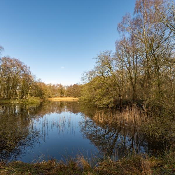 Wyldemerk Winter 2026 5