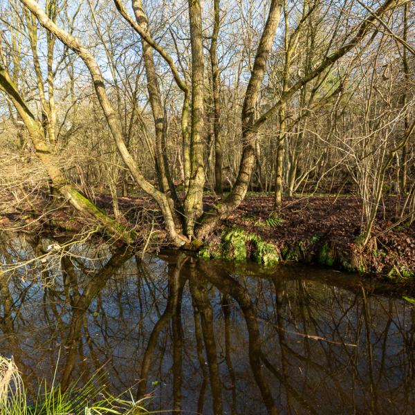 Winterse dag op de Wyldemerk
