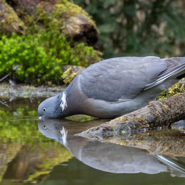 Fotohutrijsterbos 15