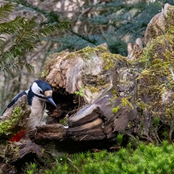 Fotohutrijsterbos 16