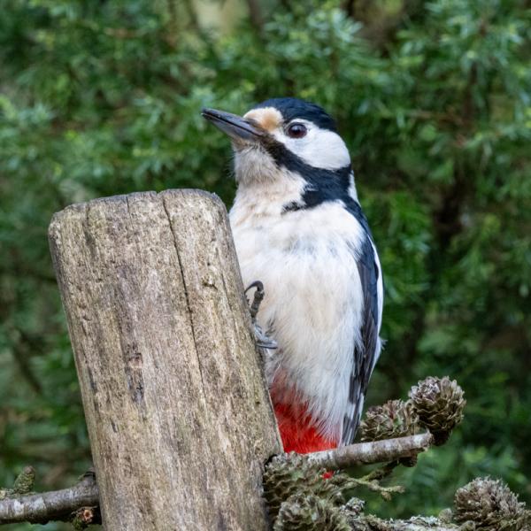 Fotohutrijsterbos 17