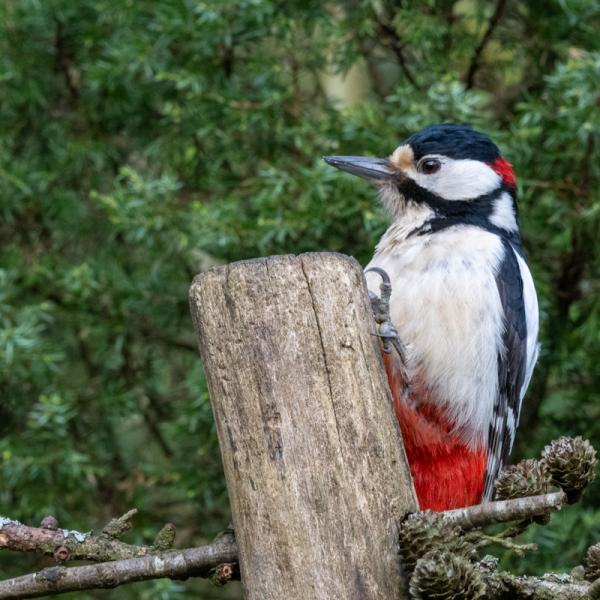 Fotohutrijsterbos 18
