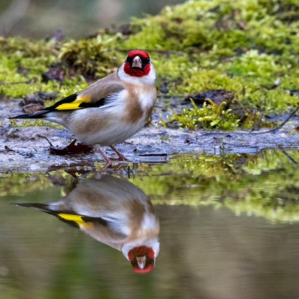 Lente in het Rijsterbos: een symfonie van vogelgeluiden