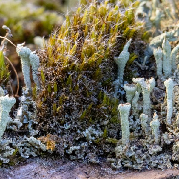 Heidestaartje Bekermos 4