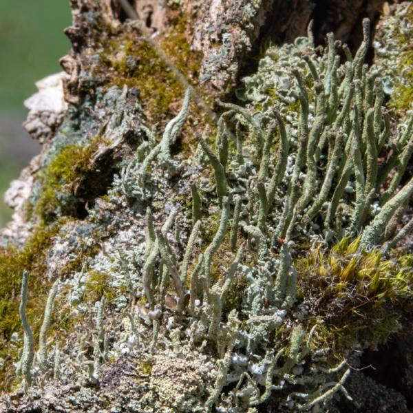 Heidestaartje Bekermos 5