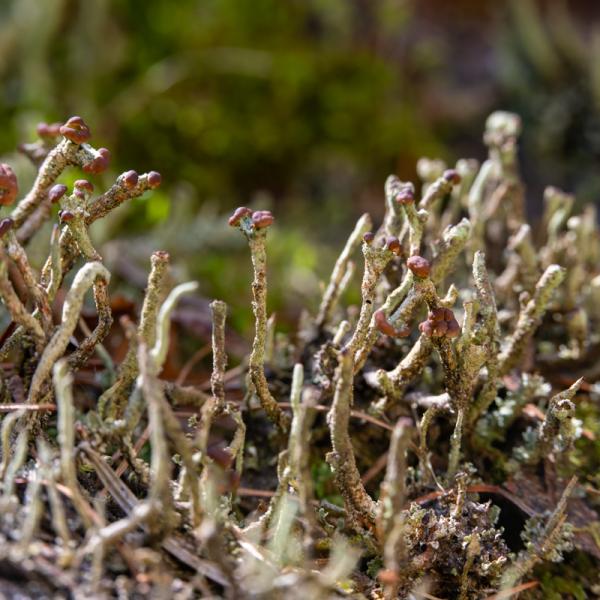 Heidestaartje Bekermos 7