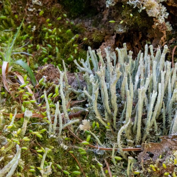 Heidestaartje Bekermos 9