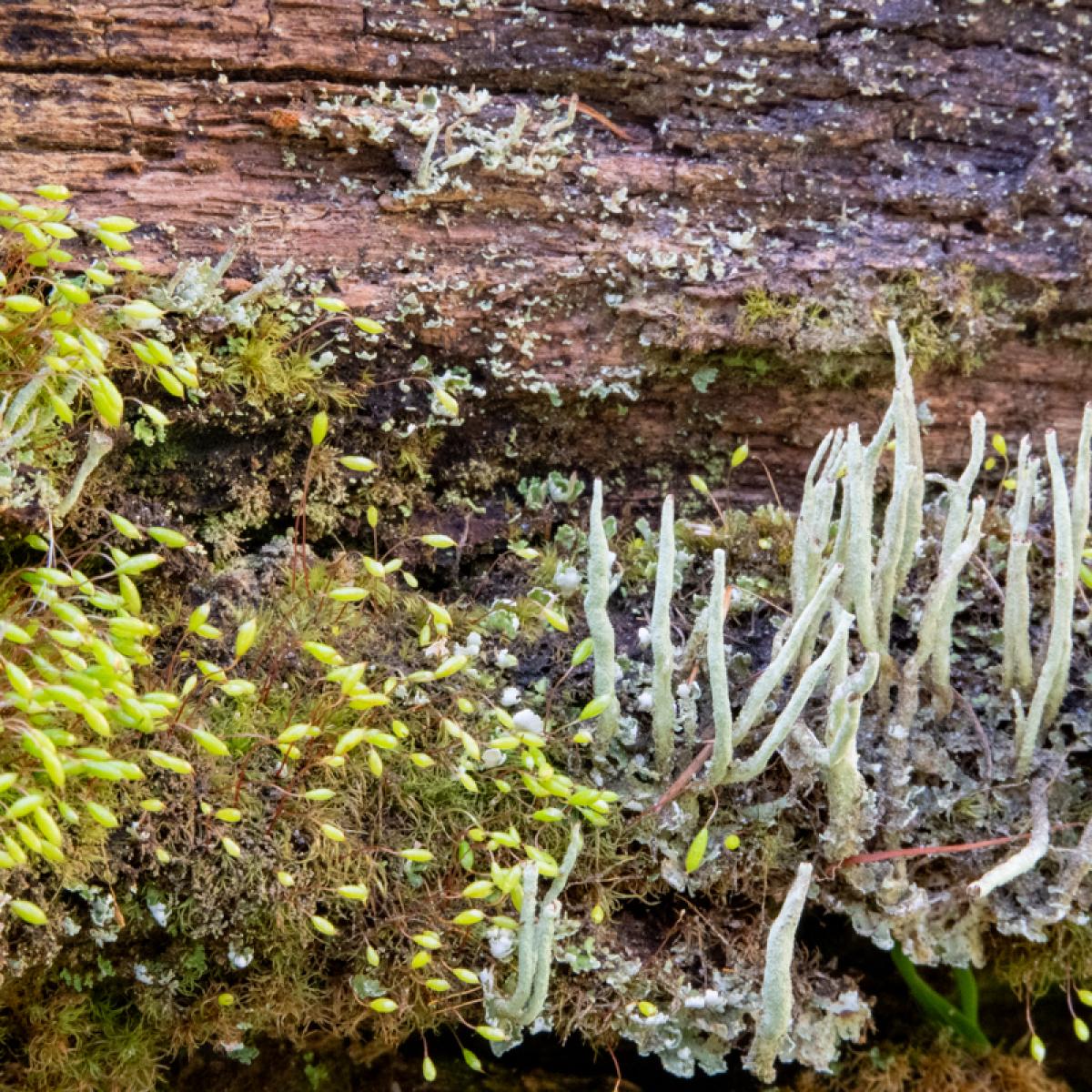 Heidestaartje Bekermos En Knikmos 2