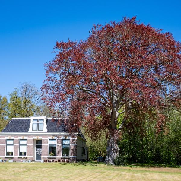Wijckel 4