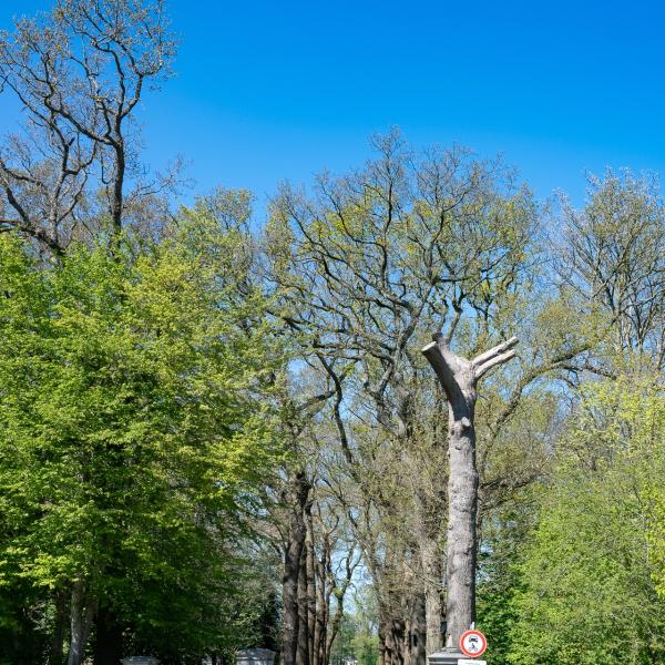 Wijckel 5